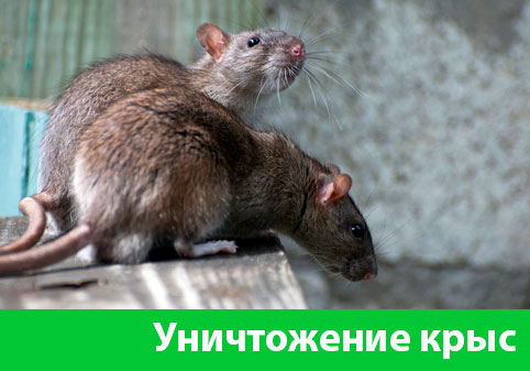 Уничтожение крыс в городе Новый Уренгой