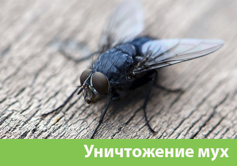 Уничтожение мух в городе Новый Уренгой