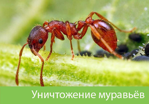 Уничтожение муравьёв в городе Новый Уренгой