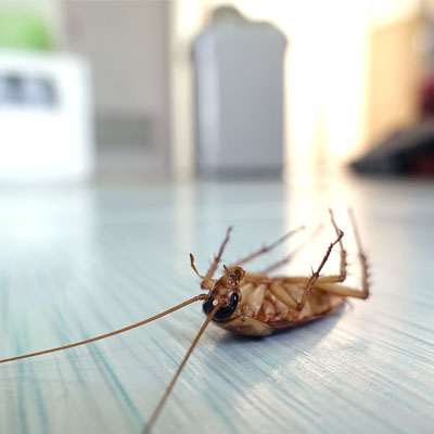 Тараканы в квартире в Новом Уренгое
