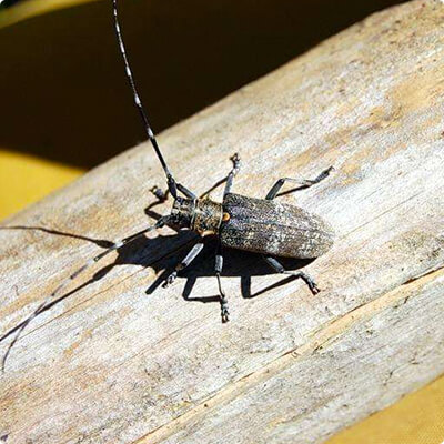 Уничтожение насекомых на всех стадиях развития в Новом Уренгое